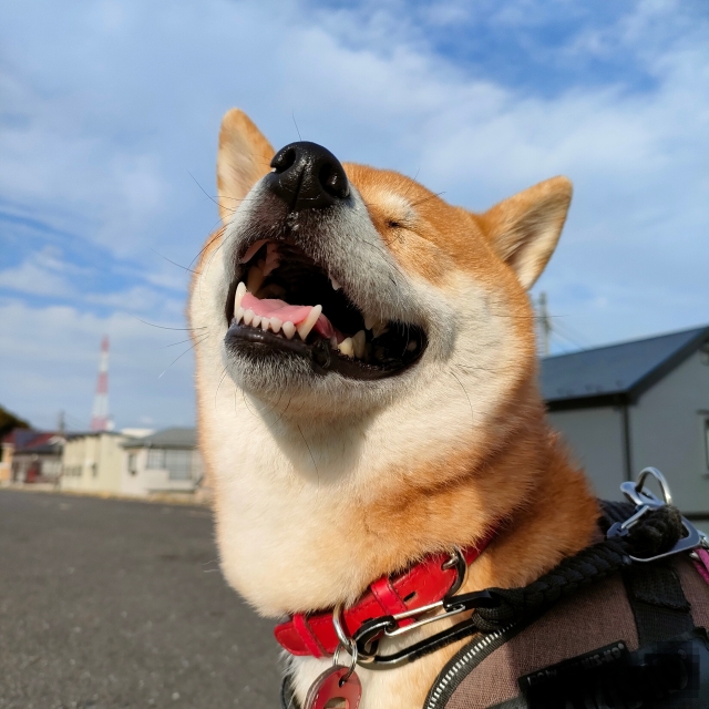 ペットのお世話のお手伝い